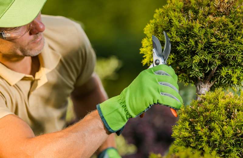 Jak uprawiać derenie świdwę w ogrodzie Przewodnik po wymaganiach glebowych, sposobach sadzenia, metodach pielęgnacji oraz popularnych odmianach