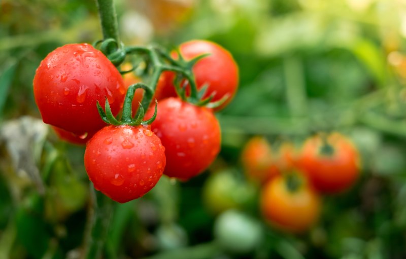 Najlepszych dziesięć odmian pomidorów do uprawy w gruncie - przegląd popularnych gatunków