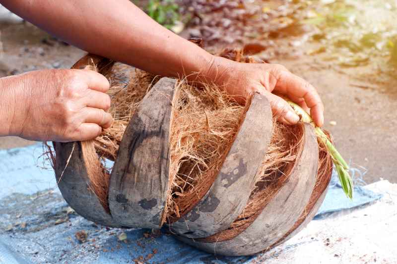 Zastosowanie włókna z orzecha kokosowego w ogrodnictwie – przegląd możliwości wykorzystania materiału w hodowli roślin