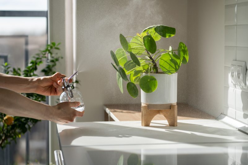 Wybór roślin doniczkowych idealnych do umieszczenia w łazience