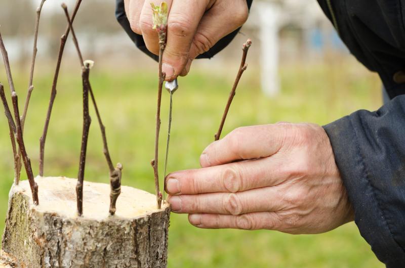 Jak hoduje się popularne wersje szczepionych wysoko na pień drzew ogrodowych