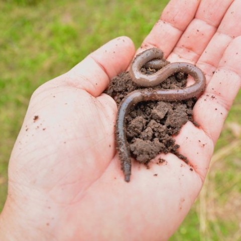 Dżdżownice w ogrodzie - eksperci w naturalnym kompostowaniu