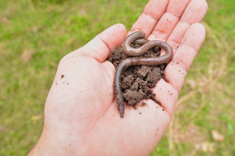 Dżdżownice w ogrodzie - eksperci w naturalnym kompostowaniu