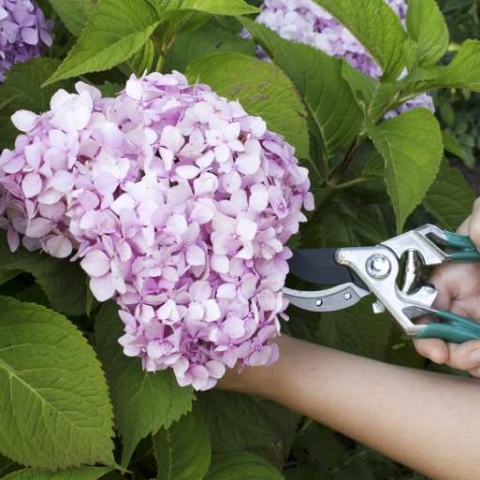 Jak pielęgnować hortensję krzewiastą - przycinanie, odmiany i techniki uprawy